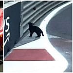 F1, doppietta RedBull a Baku: vince Perez su Verstappen. Leclerc terzo, epico il suo team radio: "Ca**o, c'è un gatto in pista" - Il Fatto Quotidiano